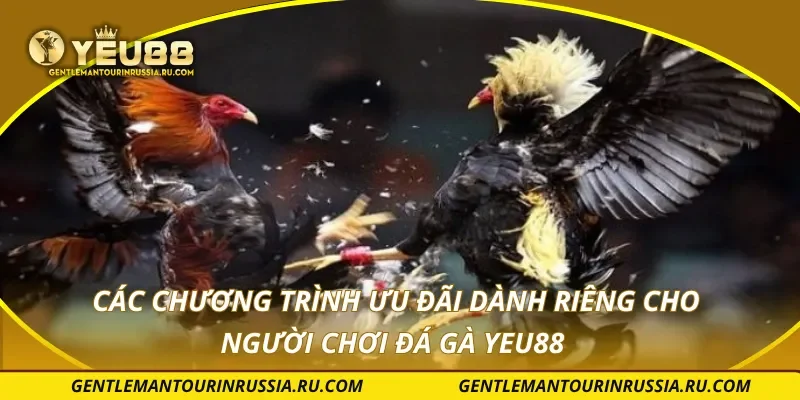 Các chương trình ưu đãi dành riêng cho người chơi đá gà YEU88