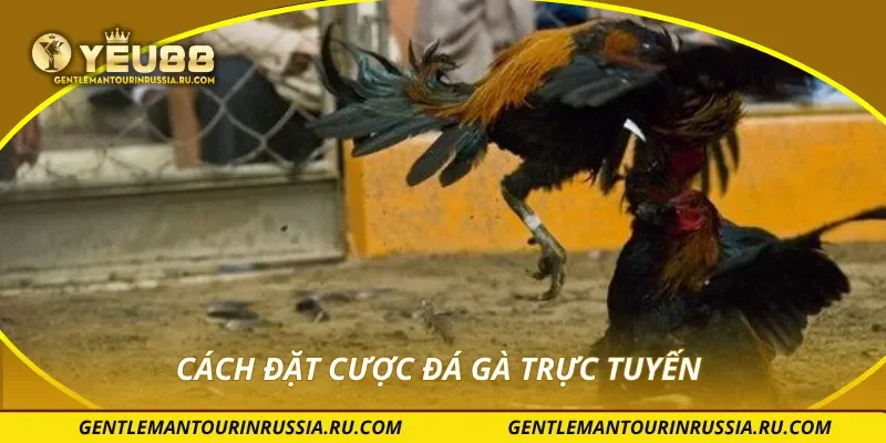 Cách đặt cược đá gà trực tuyến