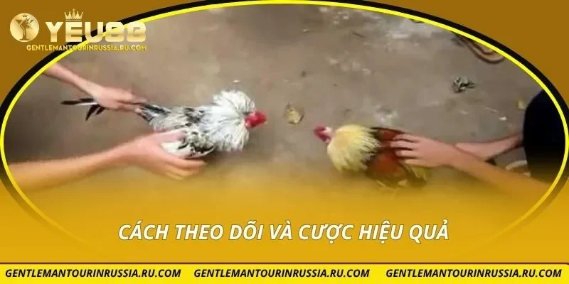 Cách theo dõi và cược hiệu quả