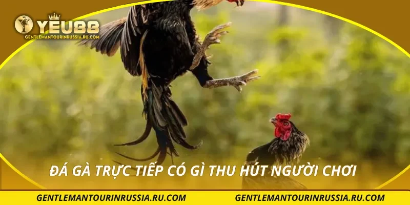 Đá gà trực tiếp có gì thu hút người chơi