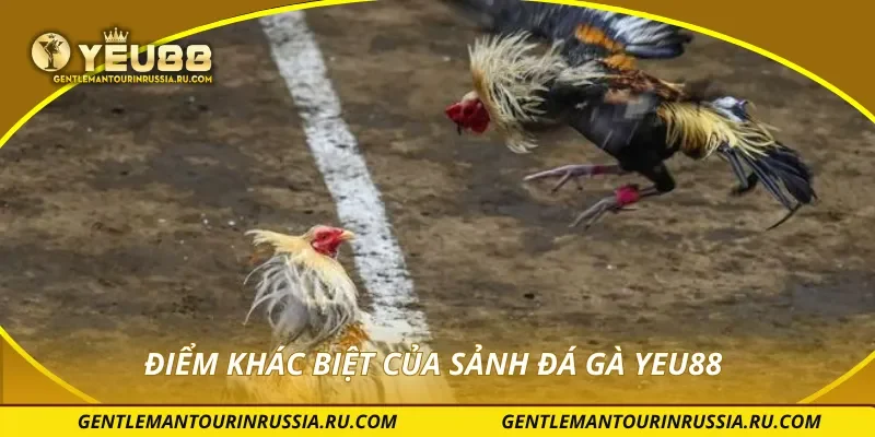 Điểm khác biệt của sảnh đá gà YEU88