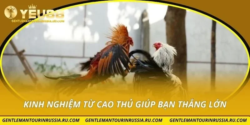 Kinh nghiệm từ cao thủ giúp bạn thắng lớn