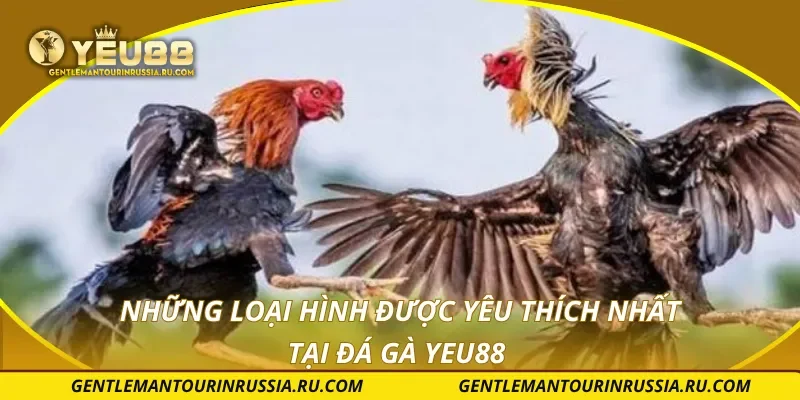 Những loại hình được yêu thích nhất tại đá gà YEU88