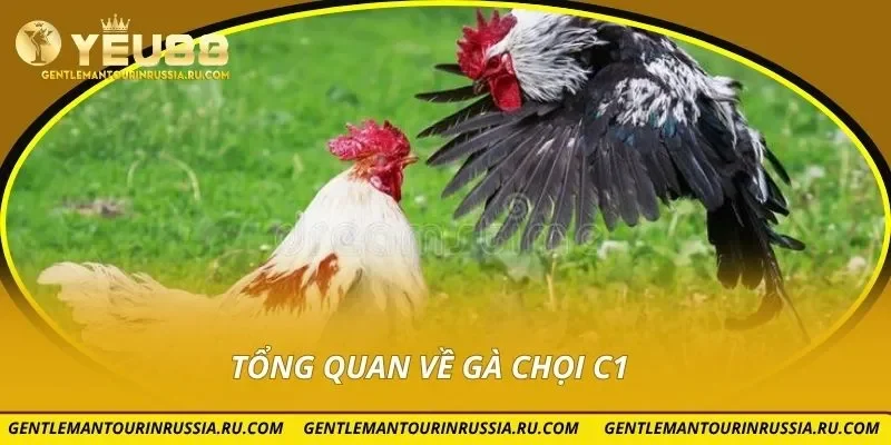 Tổng quan về gà chọi C1